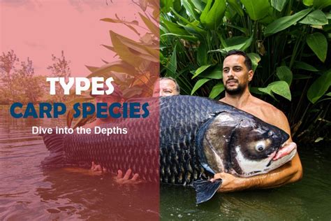 carpa fish|13 Types of Carp: A Comprehensive Guide to Carp .